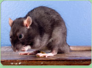 rat control Darlaston