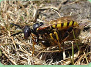 wasp control Darlaston