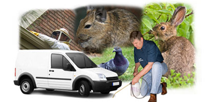 Darlaston local van